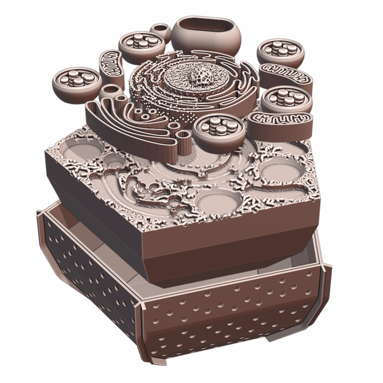 Plant Cell Educational Model with Removable Organelles MineeForm FDM 3D Print STL File