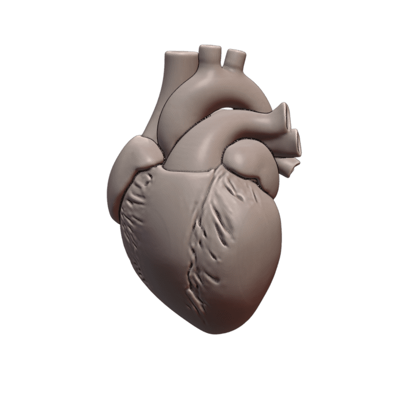 Education Model Human Heart Anatomical Structure for Medical Study