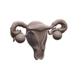 Educational Model of Human Uterus with Ovaries and Fallopian Tubes