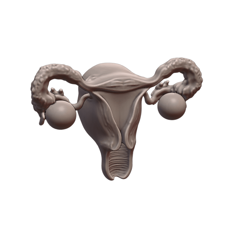 Educational Model of Human Uterus with Ovaries and Fallopian Tubes MineeForm FDM 3D Print STL File