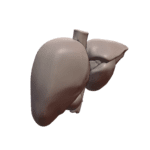 Human Liver Organ Model for Classroom Learning