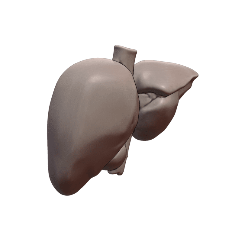 Human Liver Organ Model for Classroom Learning MineeForm FDM 3D Print STL File