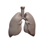 Human Respiratory System Lungs Model for Classroom Use