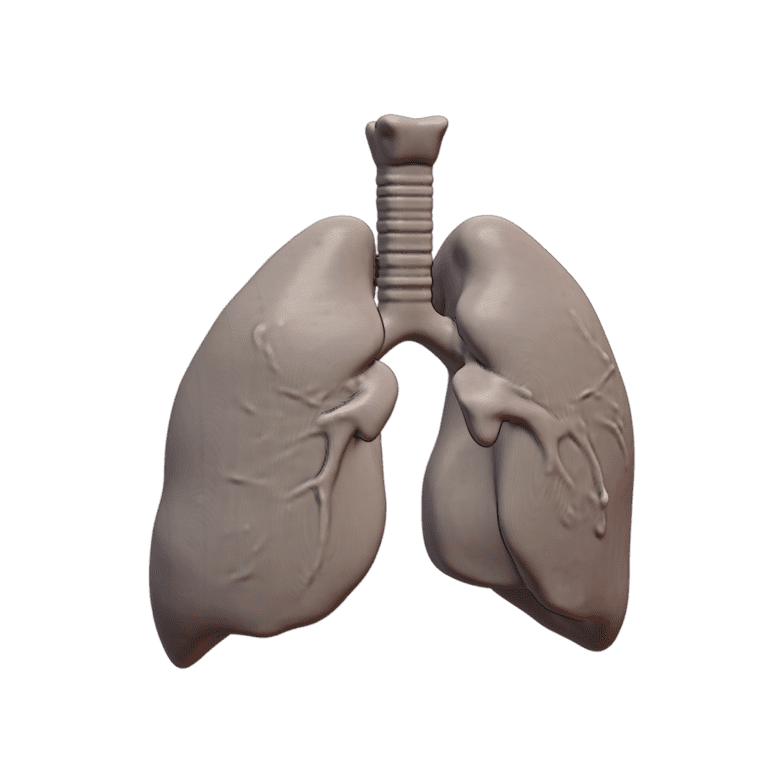 Human Respiratory System Lungs Model for Classroom Use MineeForm FDM 3D Print STL File