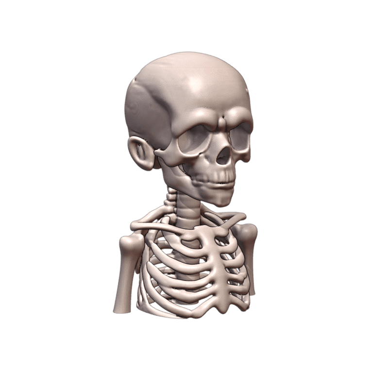 Quarter Scale Spooky Skeleton Kid Bust Sculpture